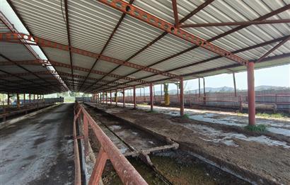 CENTURY21 POYRAZ'DAN FIRSAT FİYATINA ACİL SATILIK ÇİFTLİK