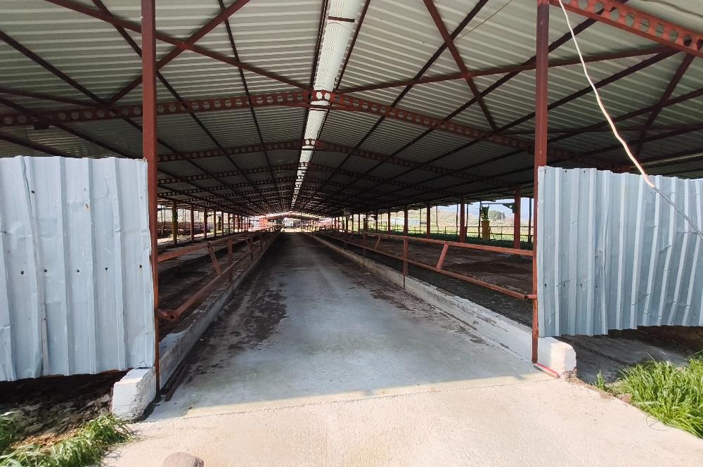 CENTURY21 POYRAZ'DAN FIRSAT FİYATINA ACİL SATILIK ÇİFTLİK