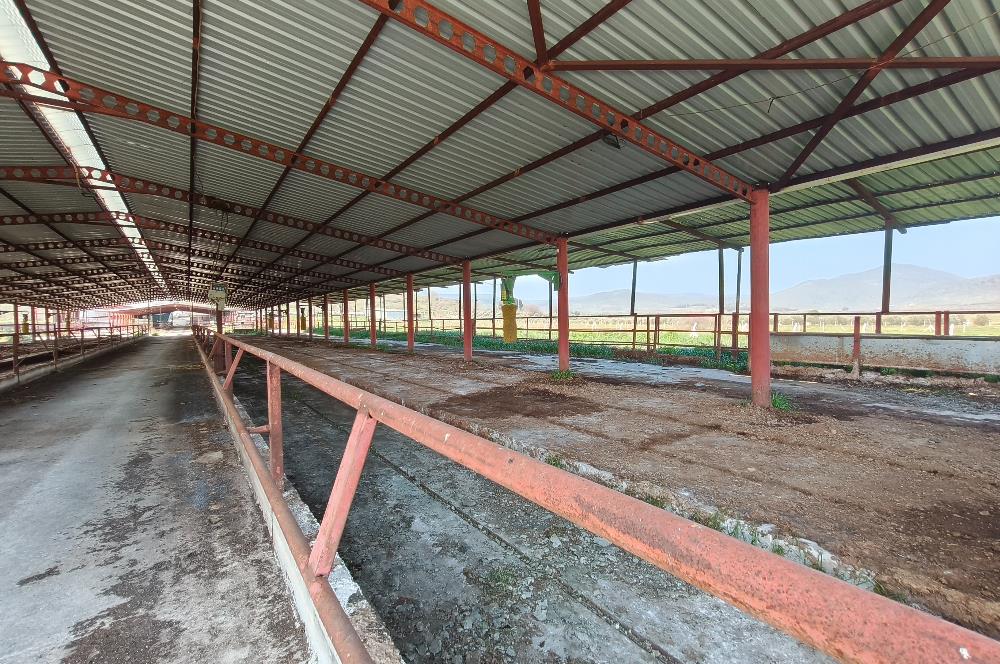 CENTURY21 POYRAZ'DAN FIRSAT FİYATINA ACİL SATILIK ÇİFTLİK
