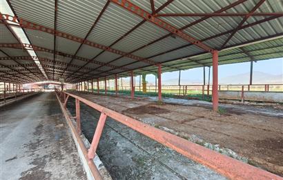 CENTURY21 POYRAZ'DAN FIRSAT FİYATINA ACİL SATILIK ÇİFTLİK