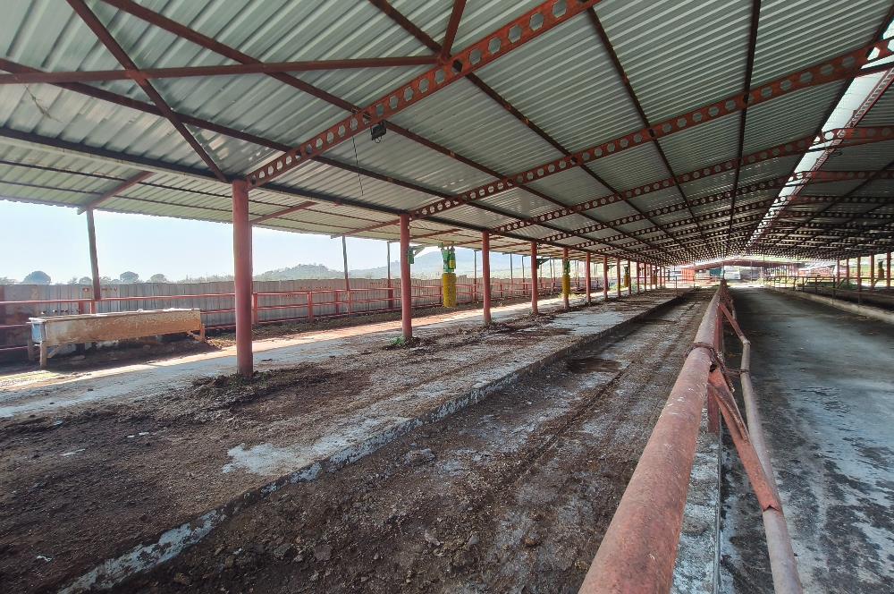 CENTURY21 POYRAZ'DAN FIRSAT FİYATINA ACİL SATILIK ÇİFTLİK