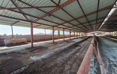 CENTURY21 POYRAZ'DAN FIRSAT FİYATINA ACİL SATILIK ÇİFTLİK