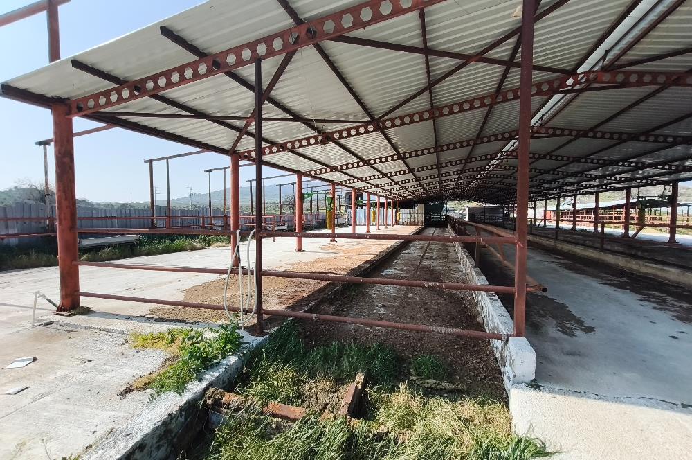 CENTURY21 POYRAZ'DAN FIRSAT FİYATINA ACİL SATILIK ÇİFTLİK