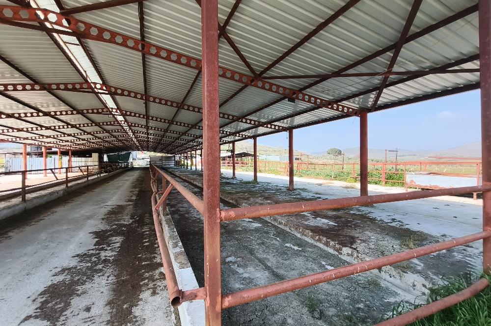 CENTURY21 POYRAZ'DAN FIRSAT FİYATINA ACİL SATILIK ÇİFTLİK