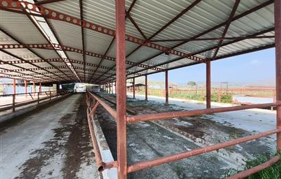 CENTURY21 POYRAZ'DAN FIRSAT FİYATINA ACİL SATILIK ÇİFTLİK