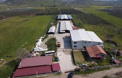 CENTURY21 POYRAZ'DAN FIRSAT FİYATINA ACİL SATILIK ÇİFTLİK