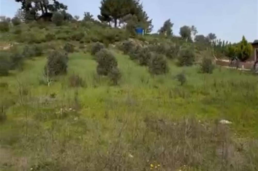 İzmir Menderes Yeniköy'de Satılık Fırsat Zeytinlik