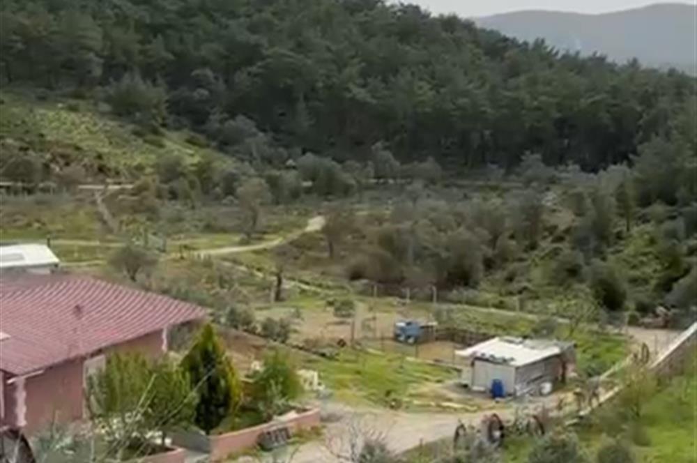 İzmir Menderes Yeniköy'de Satılık Fırsat Zeytinlik