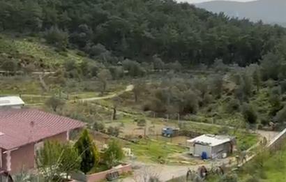 İzmir Menderes Yeniköy'de Satılık Fırsat Zeytinlik