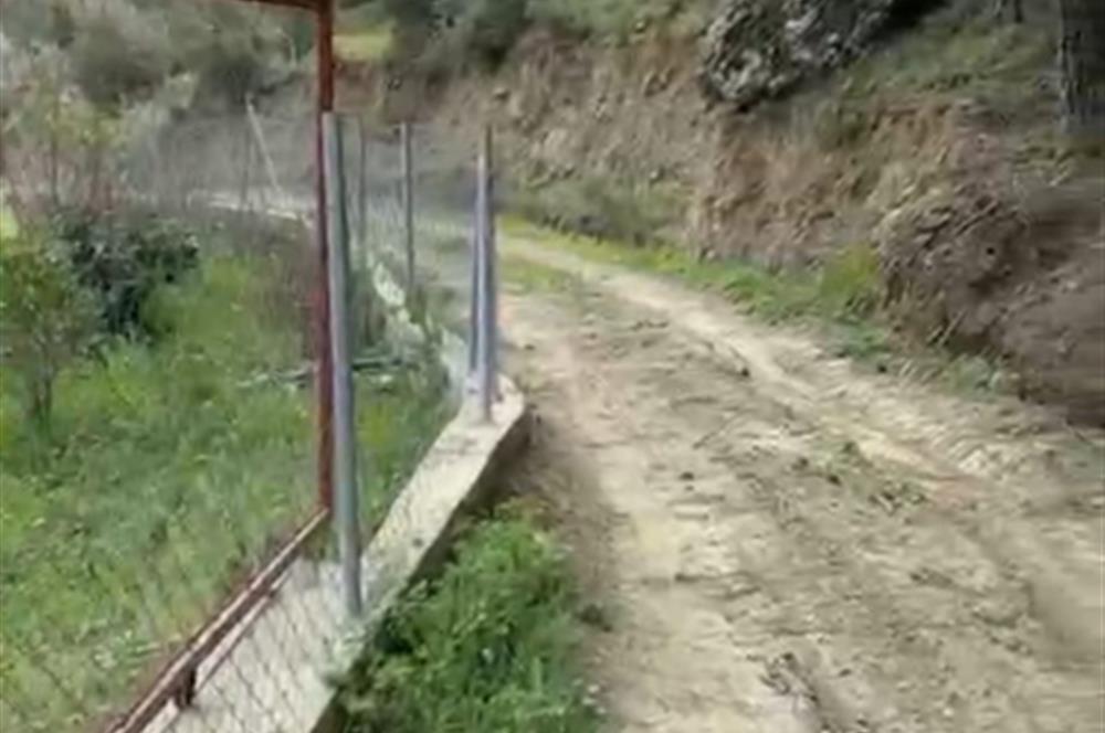 İzmir Menderes Yeniköy'de Satılık Fırsat Zeytinlik