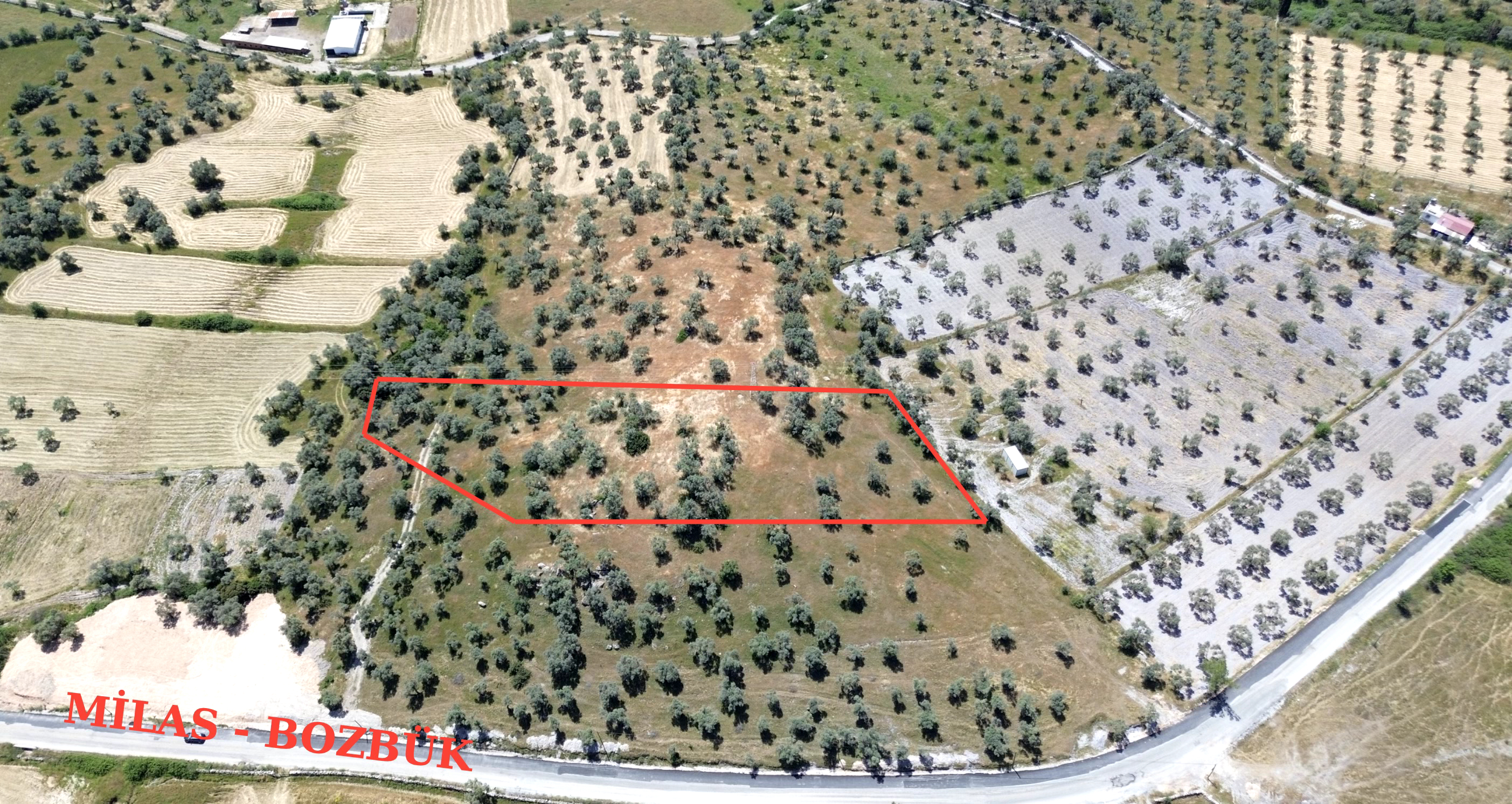 Bozbük'te Nest Aden Komşusu Deniz Manzaralı Satılık Zeytinlik