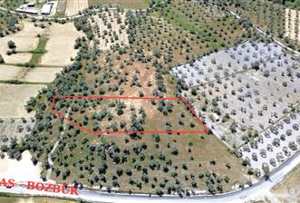 Bozbük'te Nest Aden Komşusu Deniz Manzaralı Satılık Zeytinlik - 1 - 36062