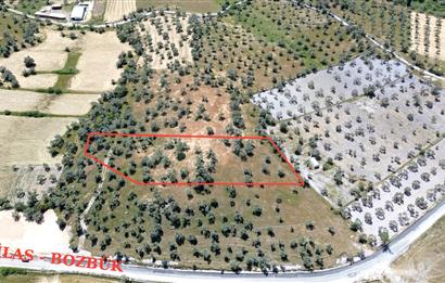 Bozbük'te Nest Aden Komşusu Deniz Manzaralı Satılık Zeytinlik