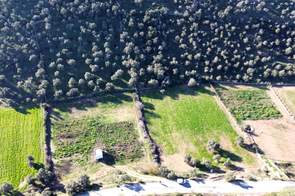 MİLAS KUZYAKADA ANA YOLA SIFIR 9.665 M² TARLA VE ZEYTİNLİK