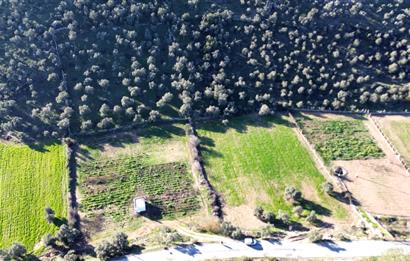 MİLAS KUZYAKADA ANA YOLA SIFIR 9.665 M² TARLA VE ZEYTİNLİK