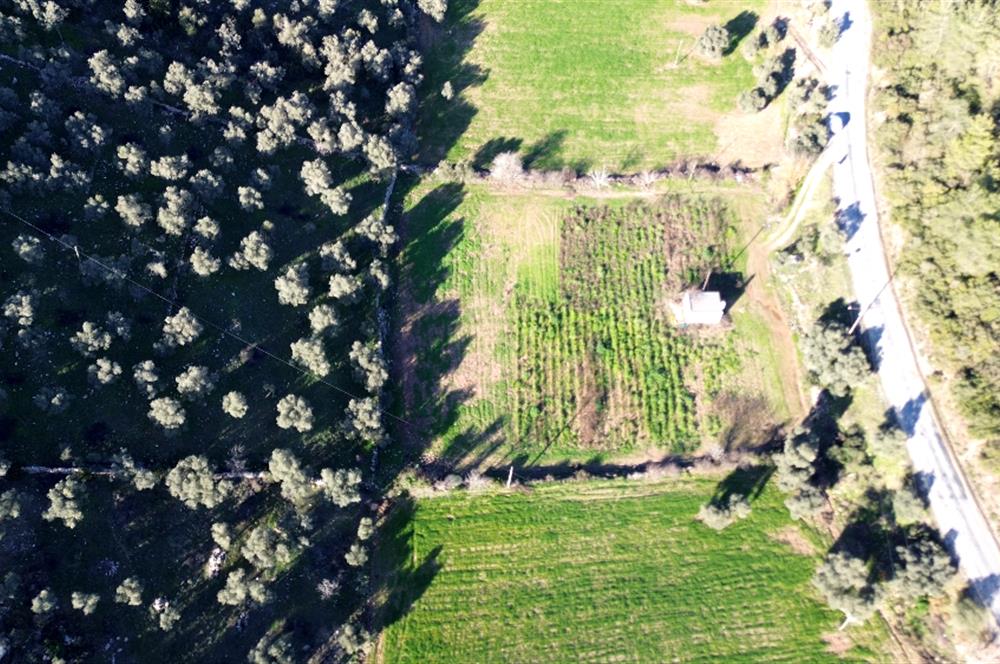 MİLAS KUZYAKADA ANA YOLA SIFIR 9.665 M² TARLA VE ZEYTİNLİK