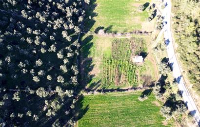 MİLAS KUZYAKADA ANA YOLA SIFIR 9.665 M² TARLA VE ZEYTİNLİK