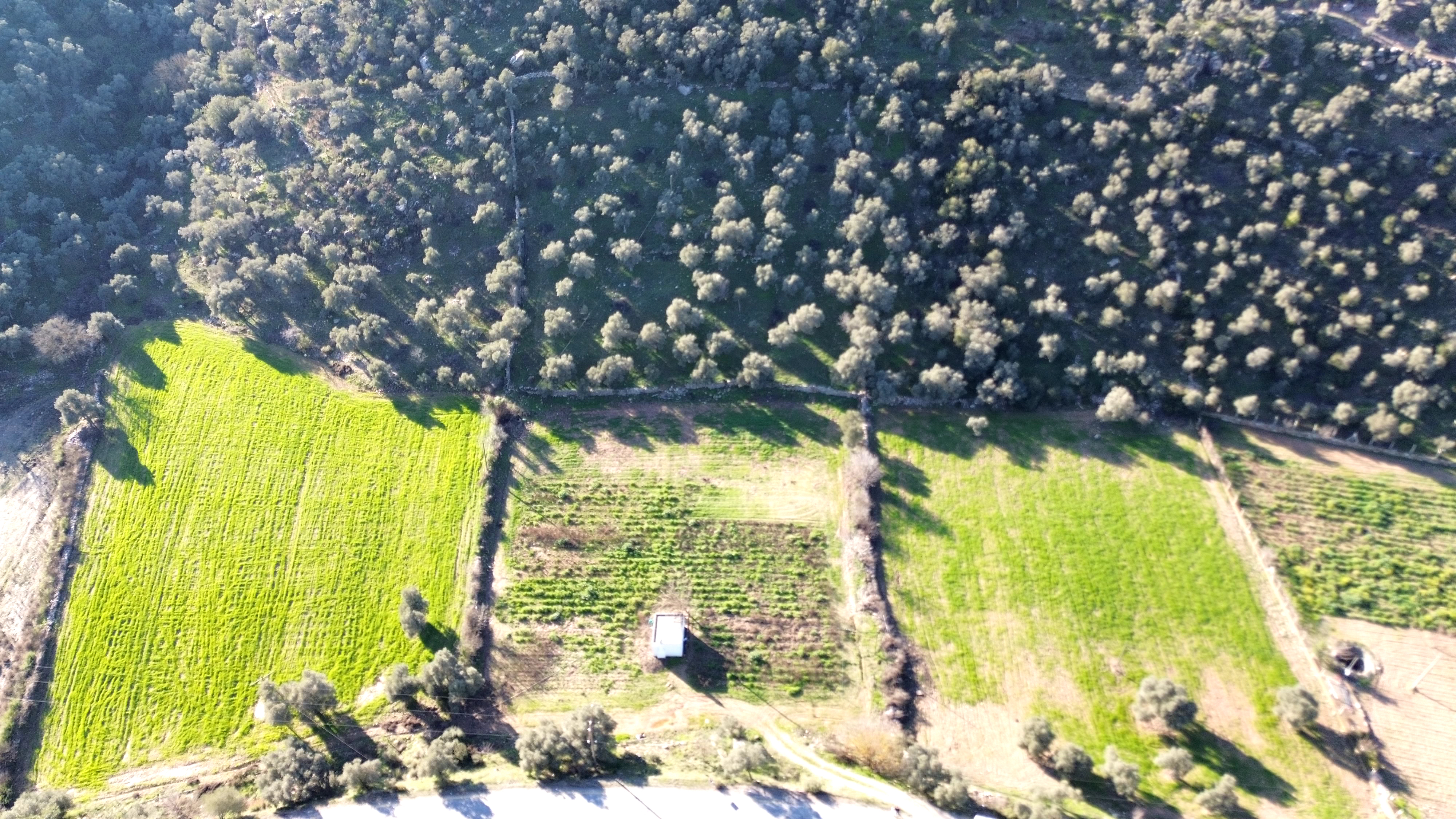 MİLAS KUZYAKADA ANA YOLA SIFIR 9.665 M² TARLA VE ZEYTİNLİK