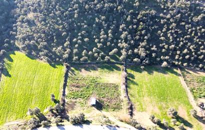 MİLAS KUZYAKADA ANA YOLA SIFIR 9.665 M² TARLA VE ZEYTİNLİK