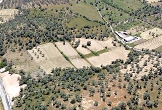 kazıklıda denize 900 metre zeytinlik - 2 - 36058