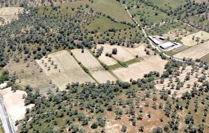 kazıklıda denize 900 metre zeytinlik