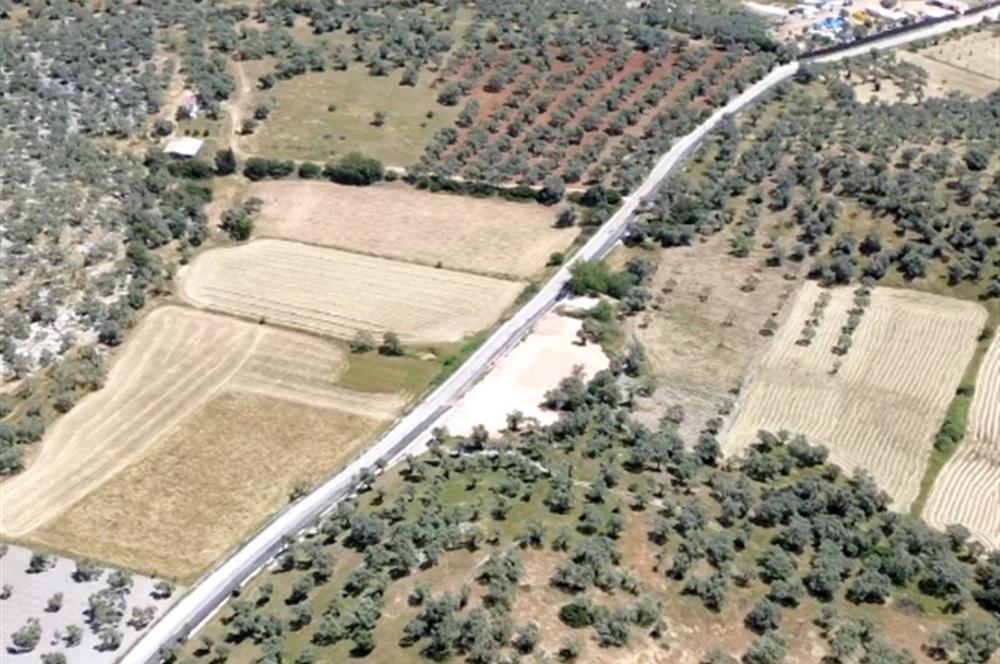 kazıklıda denize 900 metre zeytinlik