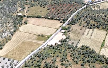 kazıklıda denize 900 metre zeytinlik