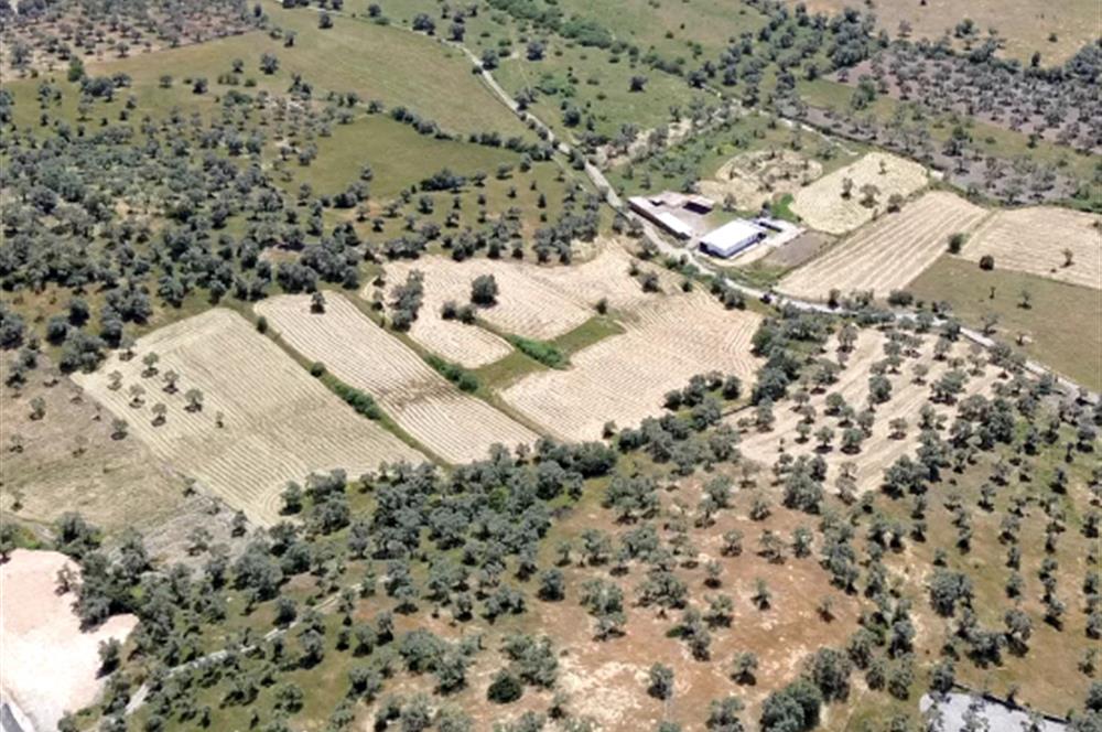 Bozbük'te Nest Aden Komşusu Deniz Manzaralı Satılık Zeytinlik