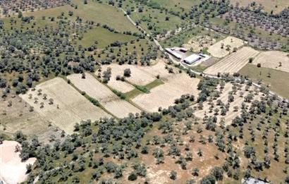 Bozbük'te Nest Aden Komşusu Deniz Manzaralı Satılık Zeytinlik