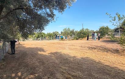 Menderes Dereköy'de Elektrikli ve Yolu Açılmış Satılık Tarla
