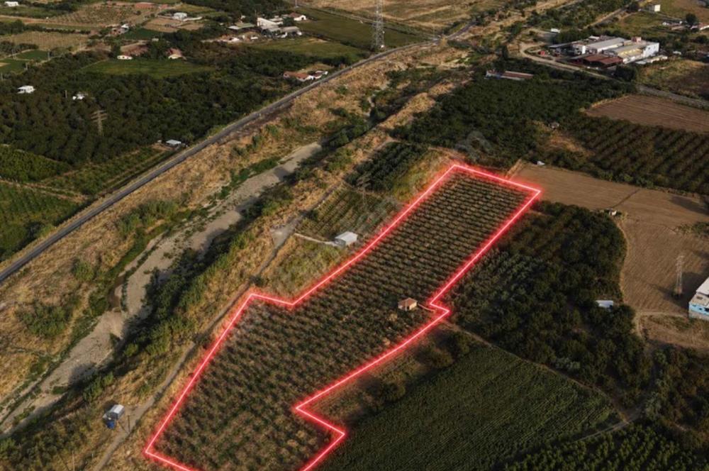 11. Mıntıka Mahallesinde Satılık Zeytinlik