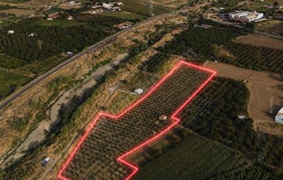 11. Mıntıka Mahallesinde Satılık Zeytinlik