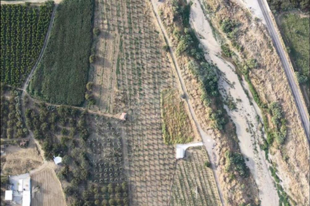 11. Mıntıka Mahallesinde Satılık Zeytinlik