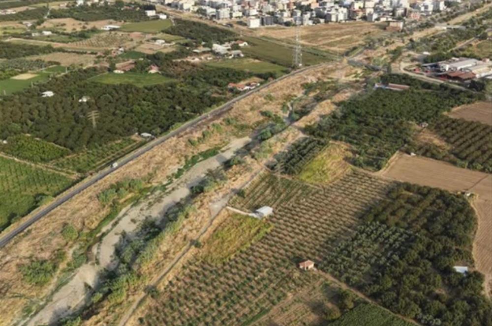 11. Mıntıka Mahallesinde Satılık Zeytinlik