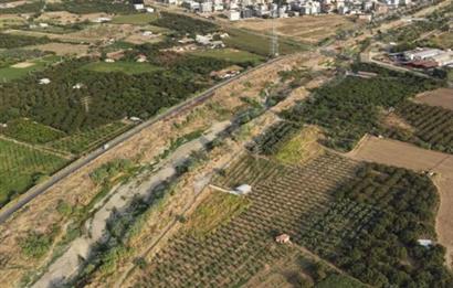 11. Mıntıka Mahallesinde Satılık Zeytinlik