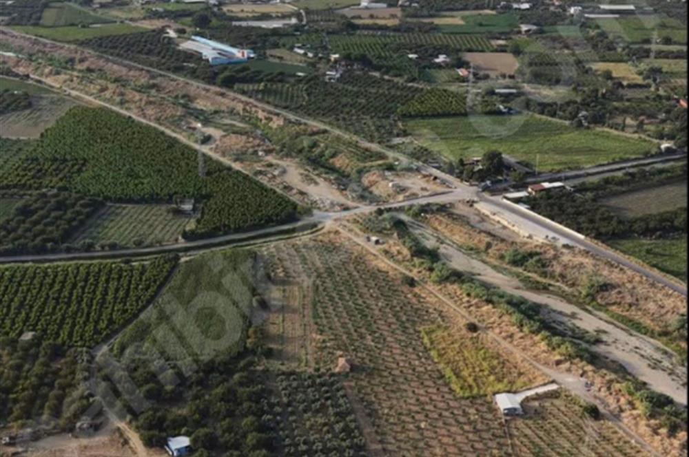 11. Mıntıka Mahallesinde Satılık Zeytinlik