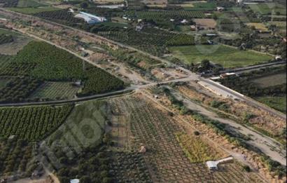 11. Mıntıka Mahallesinde Satılık Zeytinlik