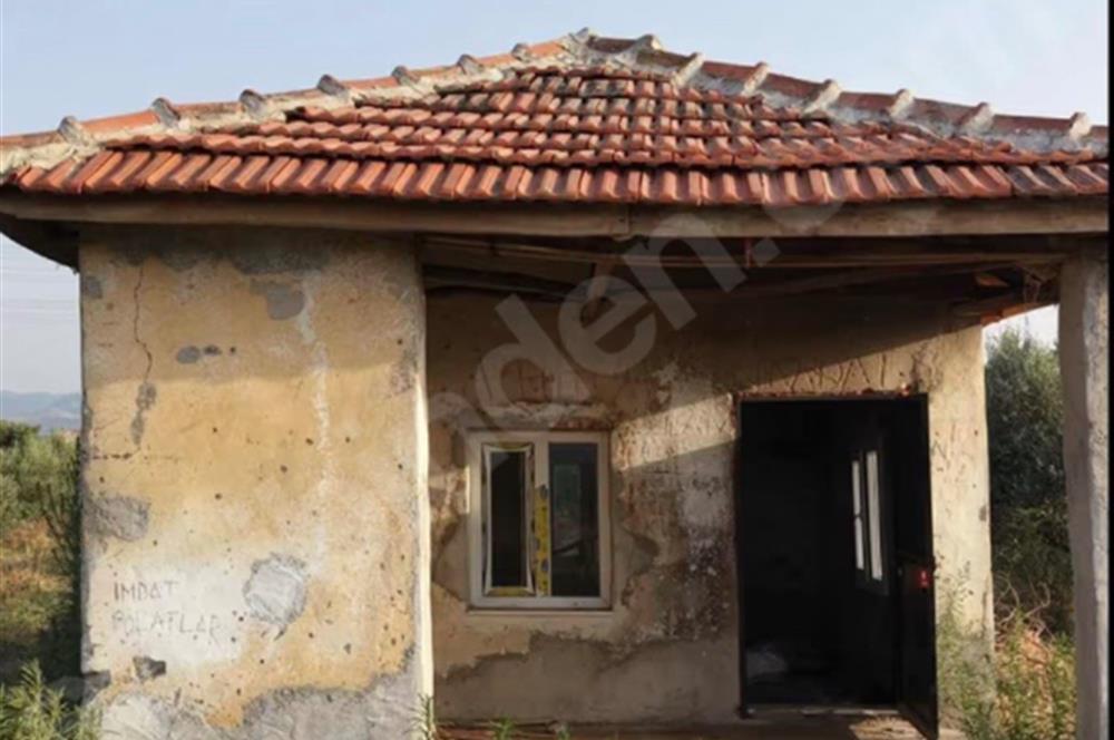 11. Mıntıka Mahallesinde Satılık Zeytinlik