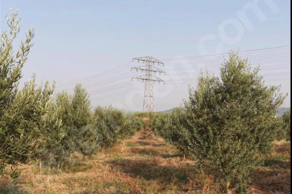 11. Mıntıka Mahallesinde Satılık Zeytinlik