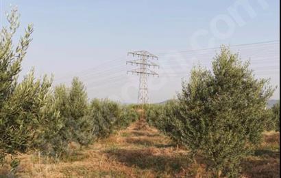 11. Mıntıka Mahallesinde Satılık Zeytinlik