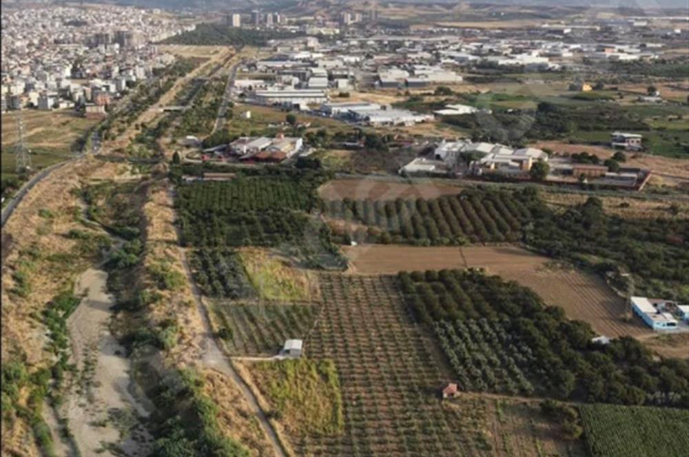 11. Mıntıka Mahallesinde Satılık Zeytinlik