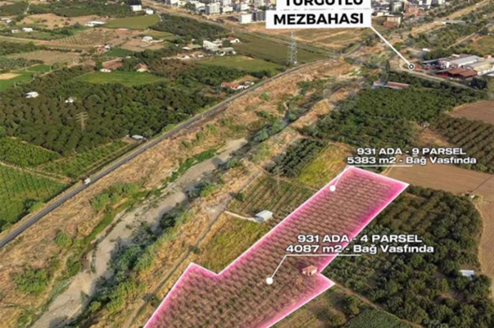 11. Mıntıka Mahallesinde Satılık Zeytinlik