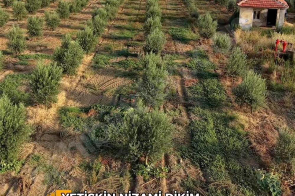 11. Mıntıka Mahallesinde Satılık Zeytinlik