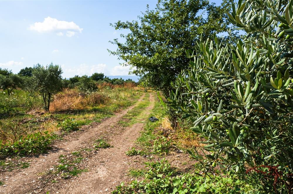 C21 Cius; Togg Kurşunlu Yoluna Cephe 3 Tapu Toplam 17.861 m2