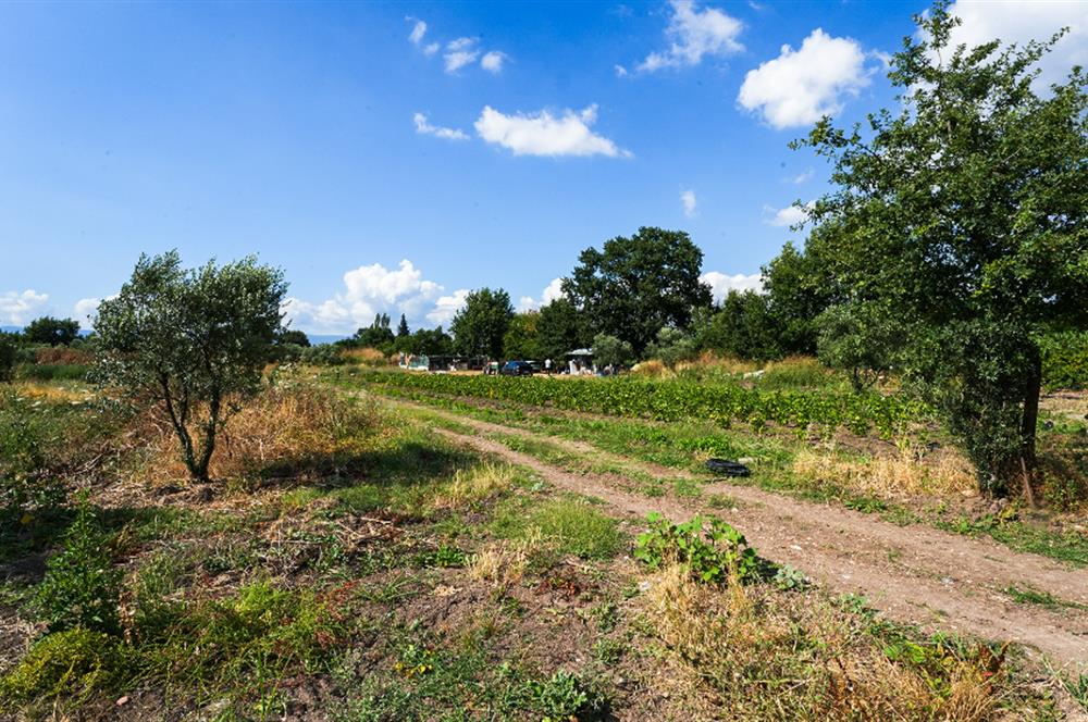 C21 Cius; Togg Kurşunlu Yoluna Cephe 3 Tapu Toplam 17.861 m2