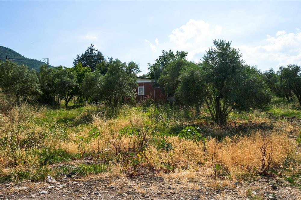 C21 Cius; Togg Kurşunlu Yoluna Cephe 3 Tapu Toplam 17.861 m2