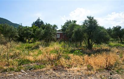 C21 Cius; Togg Kurşunlu Yoluna Cephe 3 Tapu Toplam 17.861 m2