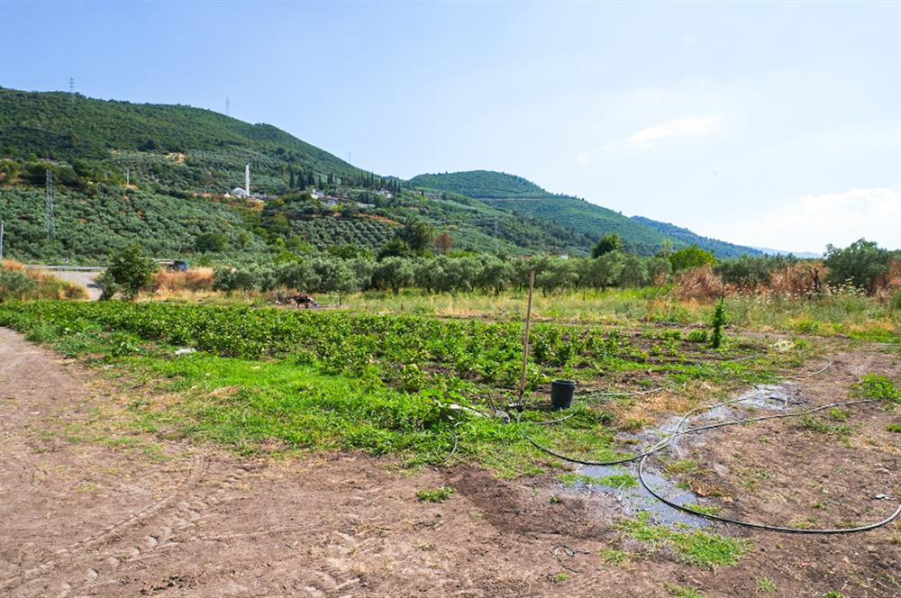 C21 Cius; Togg Kurşunlu Yoluna Cephe 3 Tapu Toplam 17.861 m2
