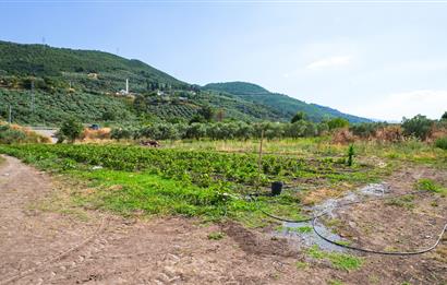 C21 Cius; Togg Kurşunlu Yoluna Cephe 3 Tapu Toplam 17.861 m2