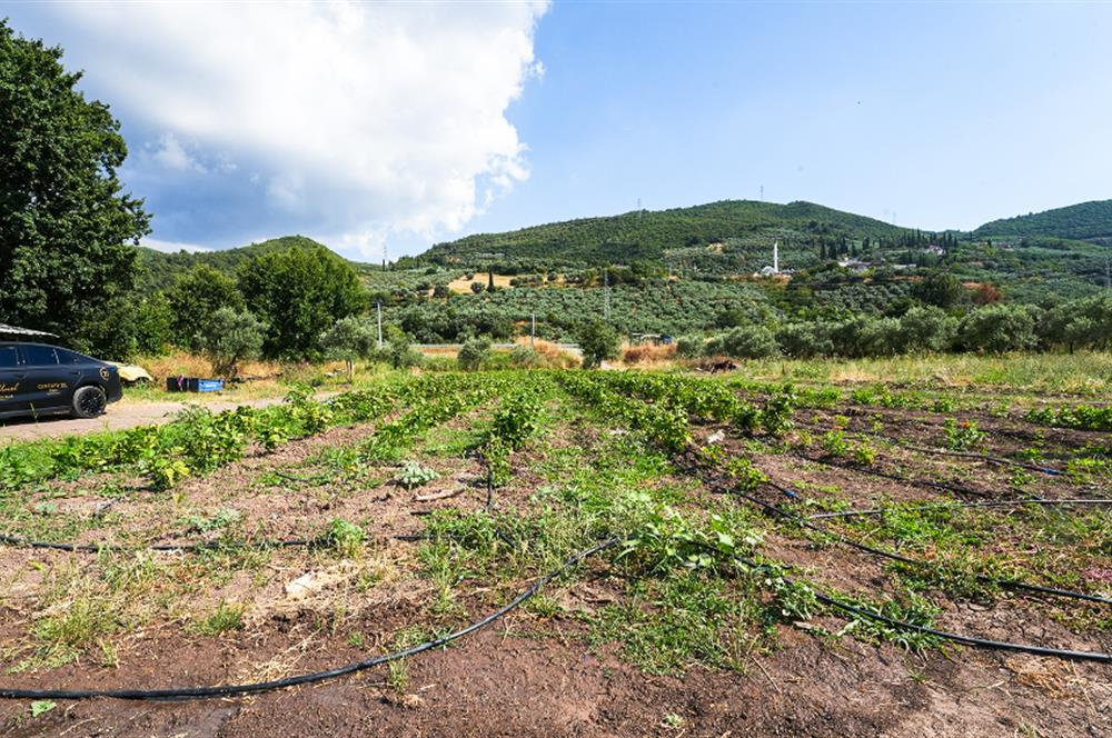 C21 Cius; Togg Kurşunlu Yoluna Cephe 3 Tapu Toplam 17.861 m2